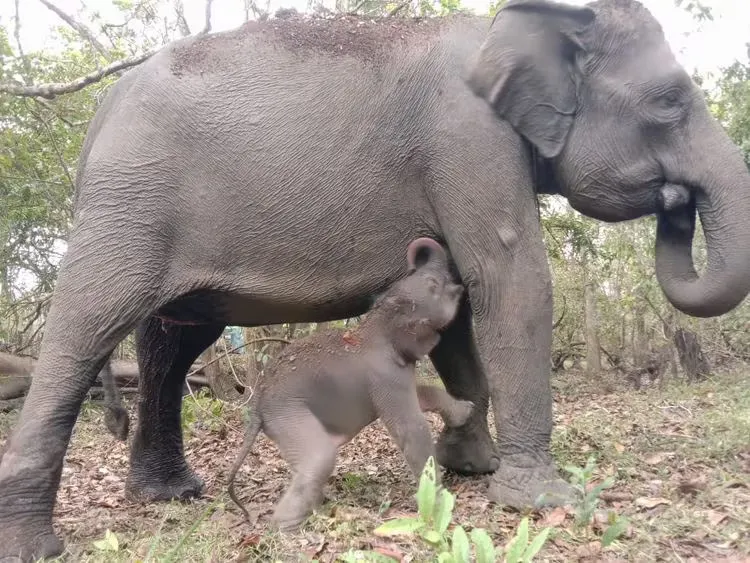 Male Sumatran Elephant Born in Way Kambas National Park